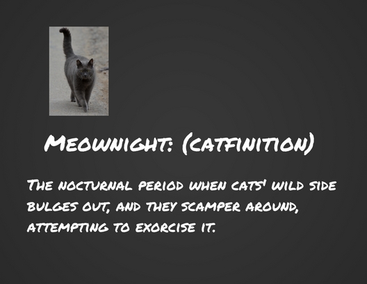 Meownight-